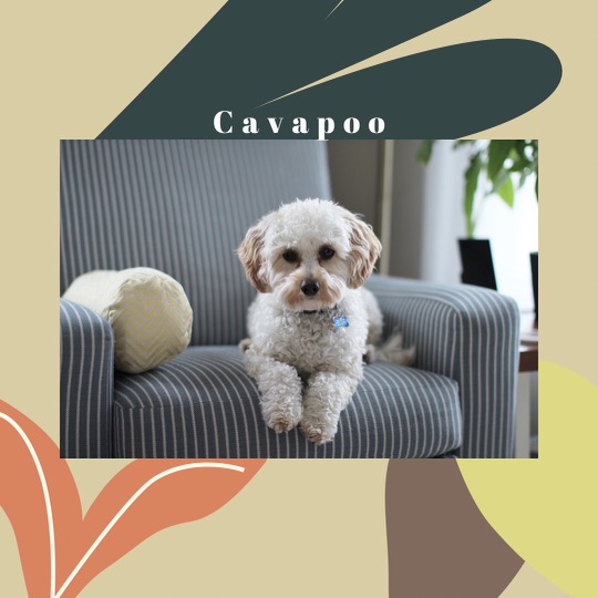 Cavapoo Breeders