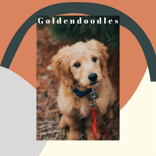 Goldendoodle Breeders