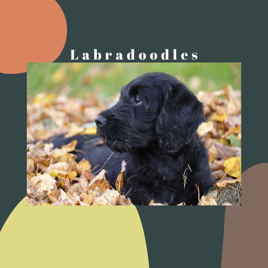 Labradoodle Breeders